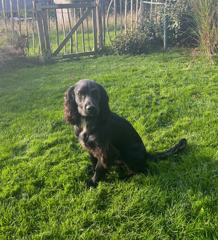 Nieuwe aanwinst Lou (Bournepark Clouseau Ci&nbsp;Twt)